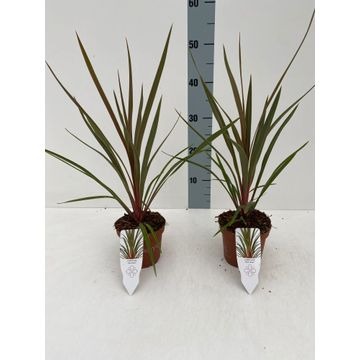 Picture of Cordyline australis Red Heart P12