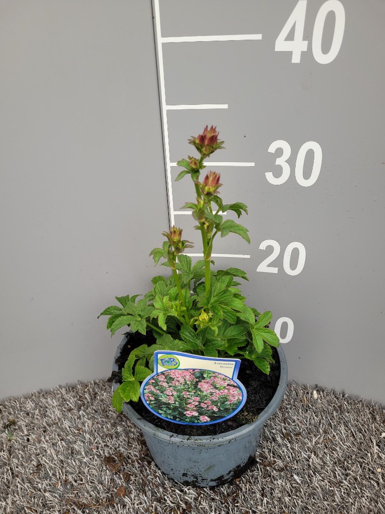 Picture of Astrantia Roma P17 (2 Ltr)