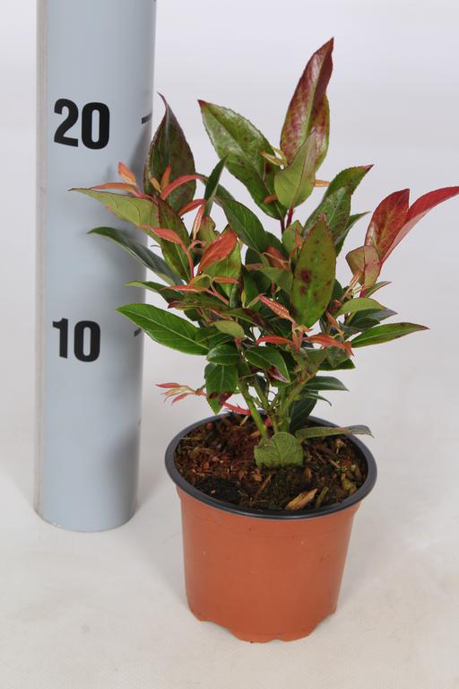 Picture of Leucothoe Zeblid P9