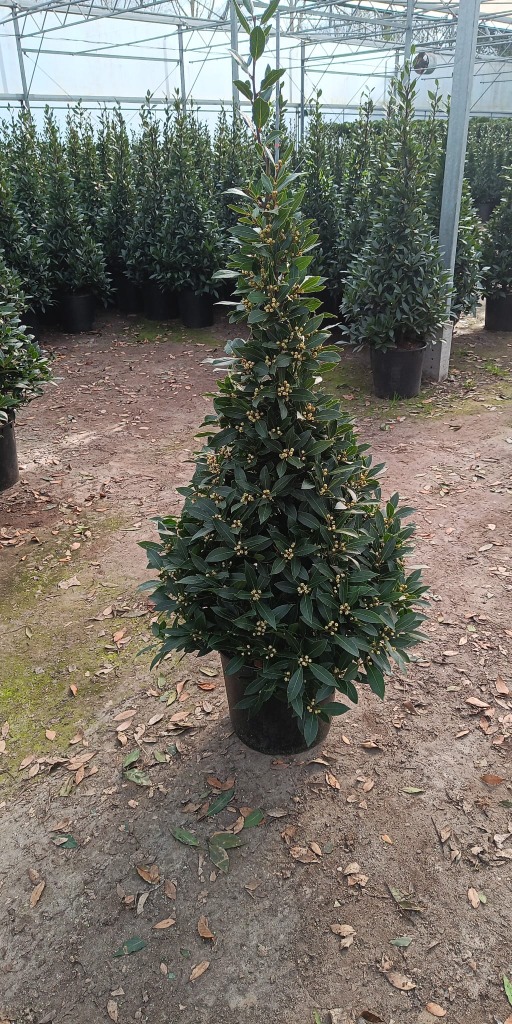 Laurus nobilis