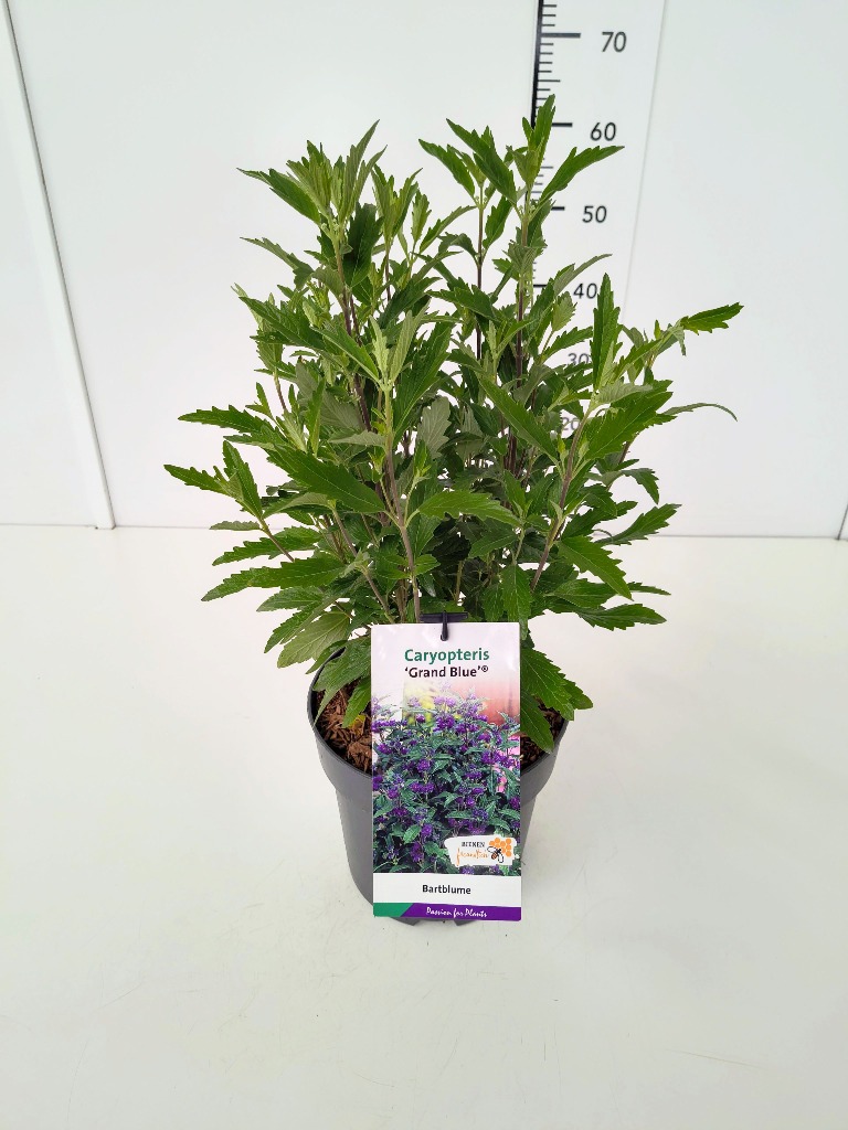 Picture of Caryopteris cland. Grand Bleu P23 (5 Ltr)
