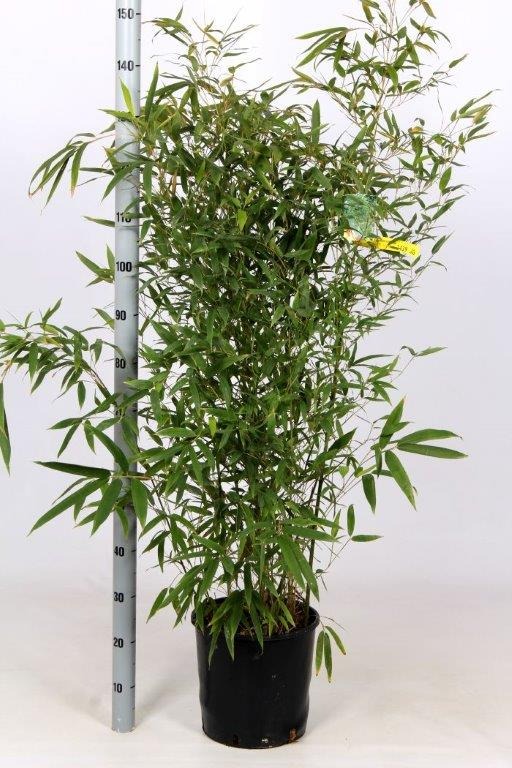 Picture of Phyllostachys aurea C10 150/160