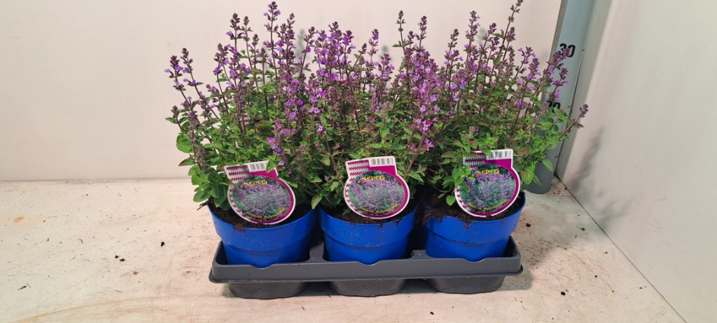 Picture of Nepeta fass. Purssian Blue P15