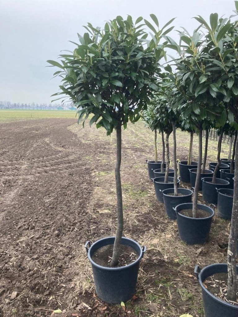 Prunus laur. Caucasica