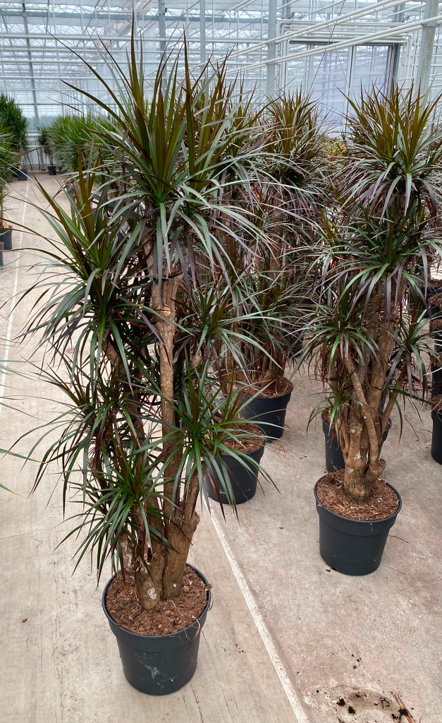 Dracaena Magenta branched