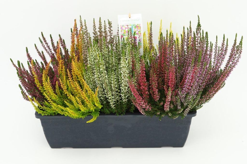 Picture of Calluna Beauty Ladies in varieties Balcony P40 balcony 45-CM