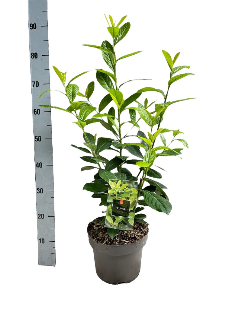 Picture of Prunus laur. Novita P23 (5 Ltr) 60/80