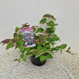 Picture of Leycesteria formosa P19 (3 Ltr)