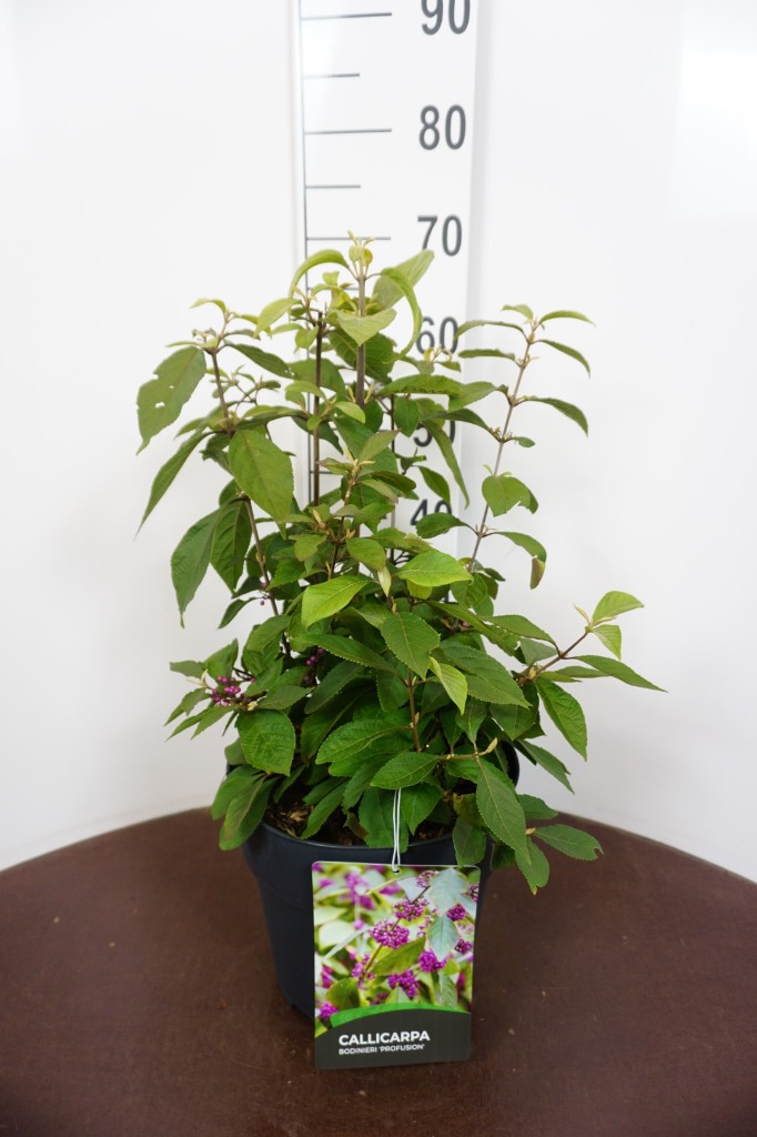 Picture of Callicarpa bod. Profusion P29 (10 Ltr) 60/80CM