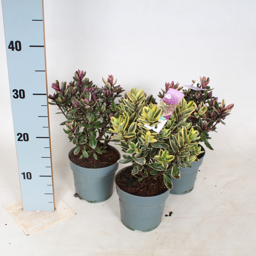 Hebe Addenda in varieties