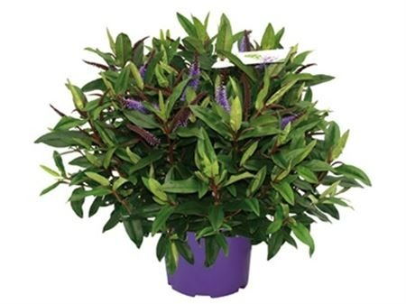 Picture of Hebe Queen Kiwi Blue P23 (5 Ltr) 50-CM