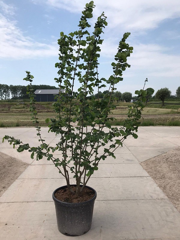 Obrázek Corylus avellana ROOTBALL 200/250-MULTISTEM