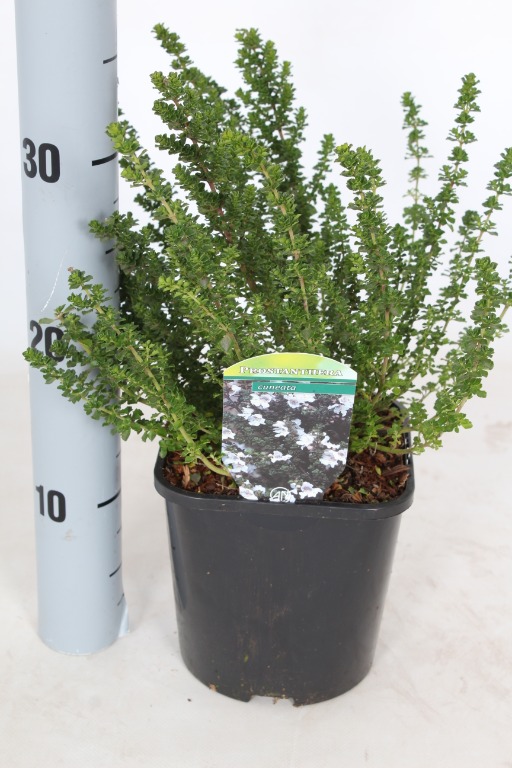 Picture of Prostanthera cuneata P17 (2 Ltr)