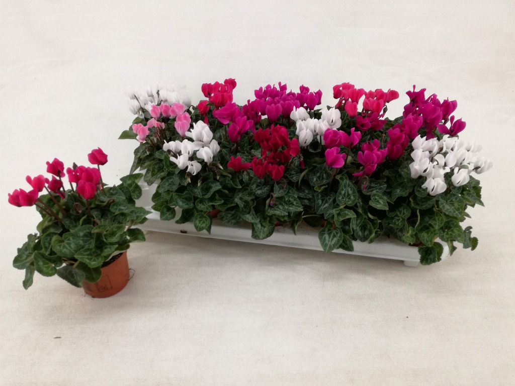 Picture of Cyclamen Verano in varieties P9 15-CM