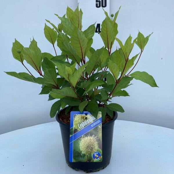 Picture of Cephalanthus occidentalis P19 (3 Ltr)