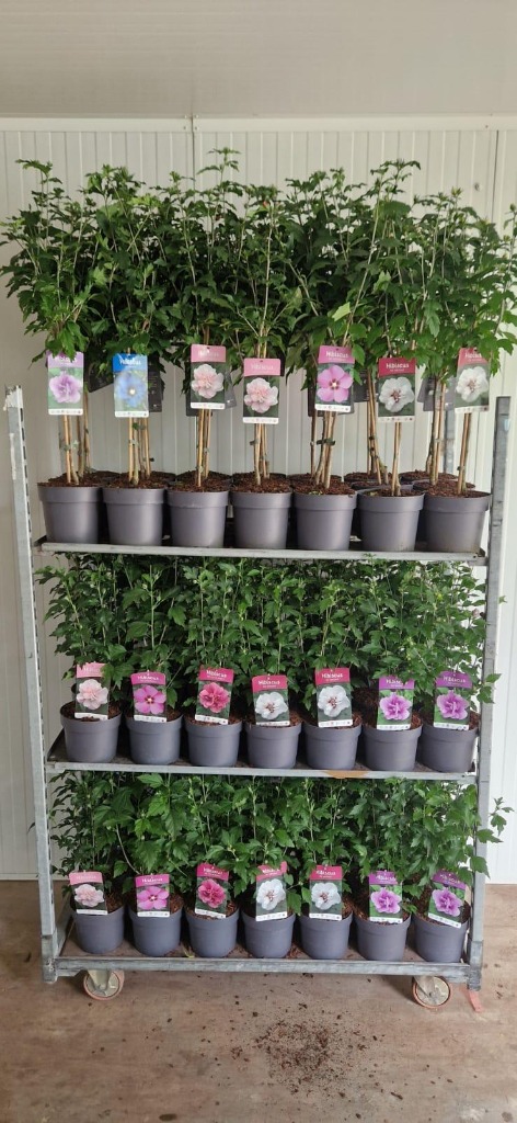 Picture of Trolley Deal 2025 Hibiscus in varieties P19 (3 Ltr)