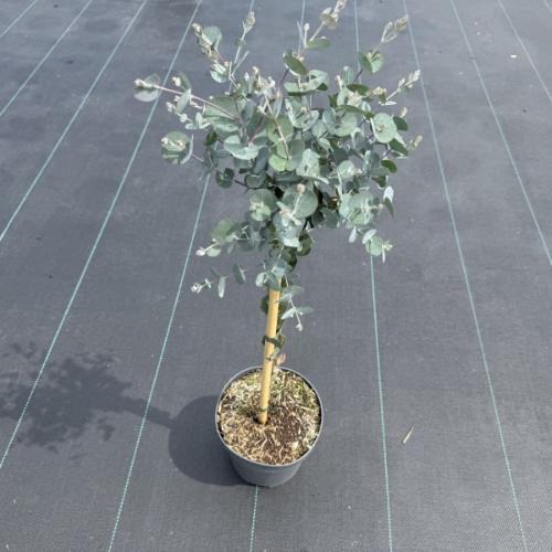 Eucalyptus gunnii Azura