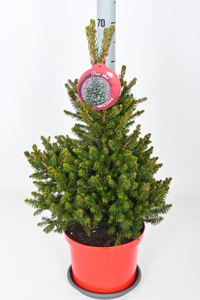 Picture of Picea abies Wills Zwerg P23 (5 Ltr) 75CM INC POT/POTTED