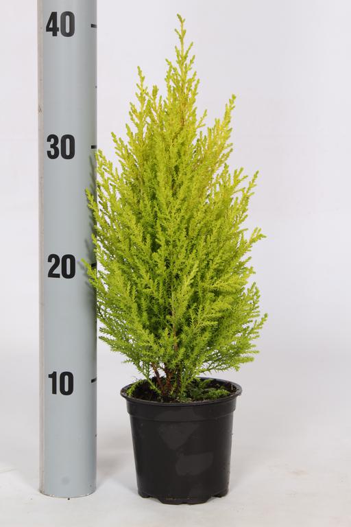 Picture of Cupressus m. Wilma P10.5 35/40