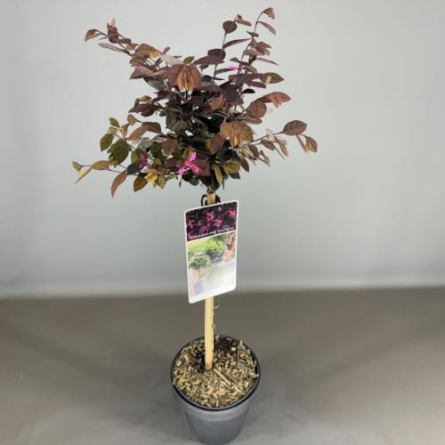 Picture of Loropetalum chi. Fire Dance P19 (3 Ltr) 50/STD