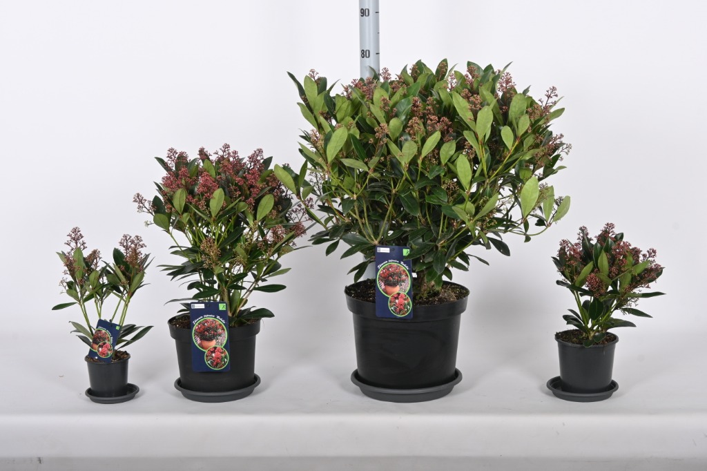 Picture of Trolley Deal 2024 Skimmia jap. Rubella in mixed sizes F.O. (095)