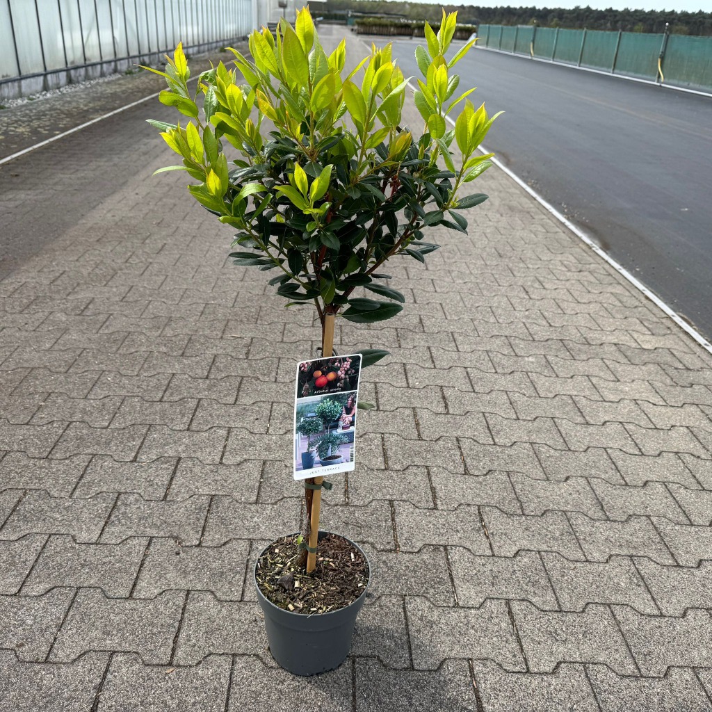 Arbutus un. Compacta