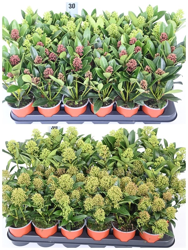 Picture of Trolley Deal 2024 Skimmia japonica in 4 varieties 4/5 flower P9 F.O. (134)