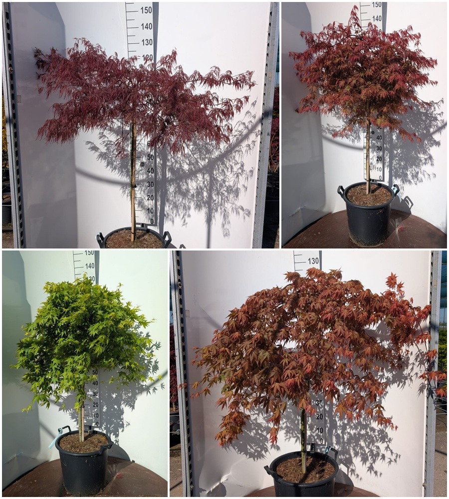 Acer pal. in varieties