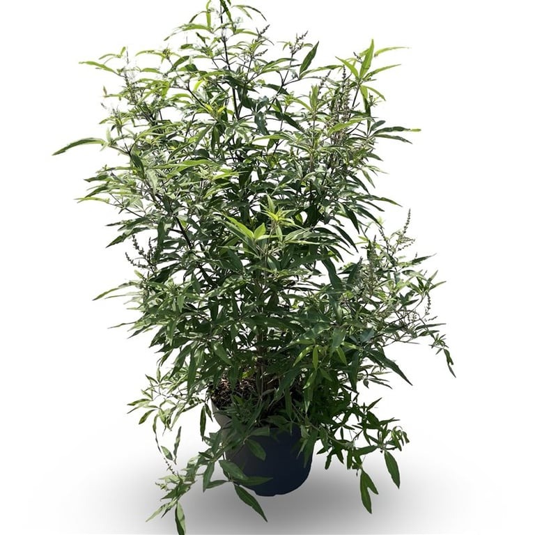 Picture of Vitex ag. Delta Blues P30 (12 Ltr) 80/100CM