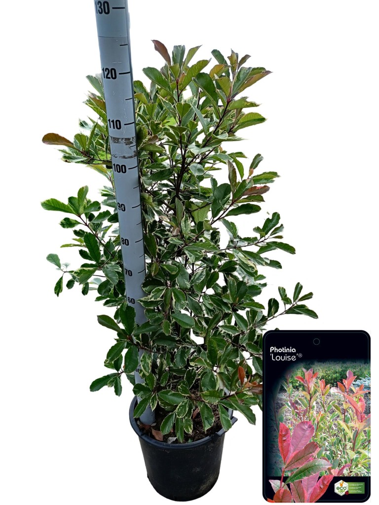 Picture of Photinia fras. Pink Marble P40-(30-LTR)