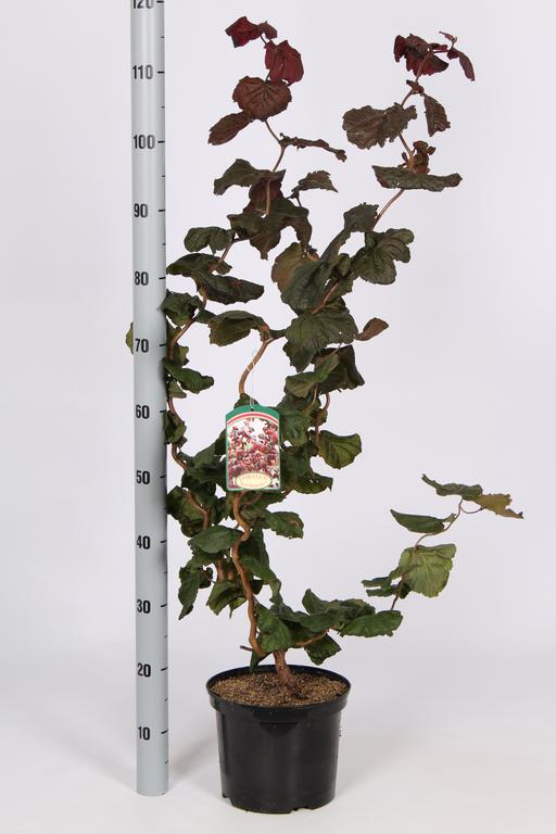 Picture of Corylus avellana Red Majestic P23 (5 Ltr) 60/80