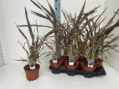 Picture of Phormium Pink Stripe P15