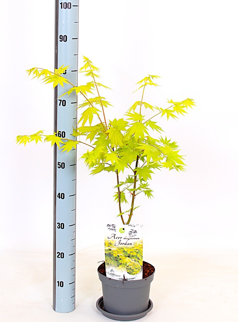 Acer pal. Jordan