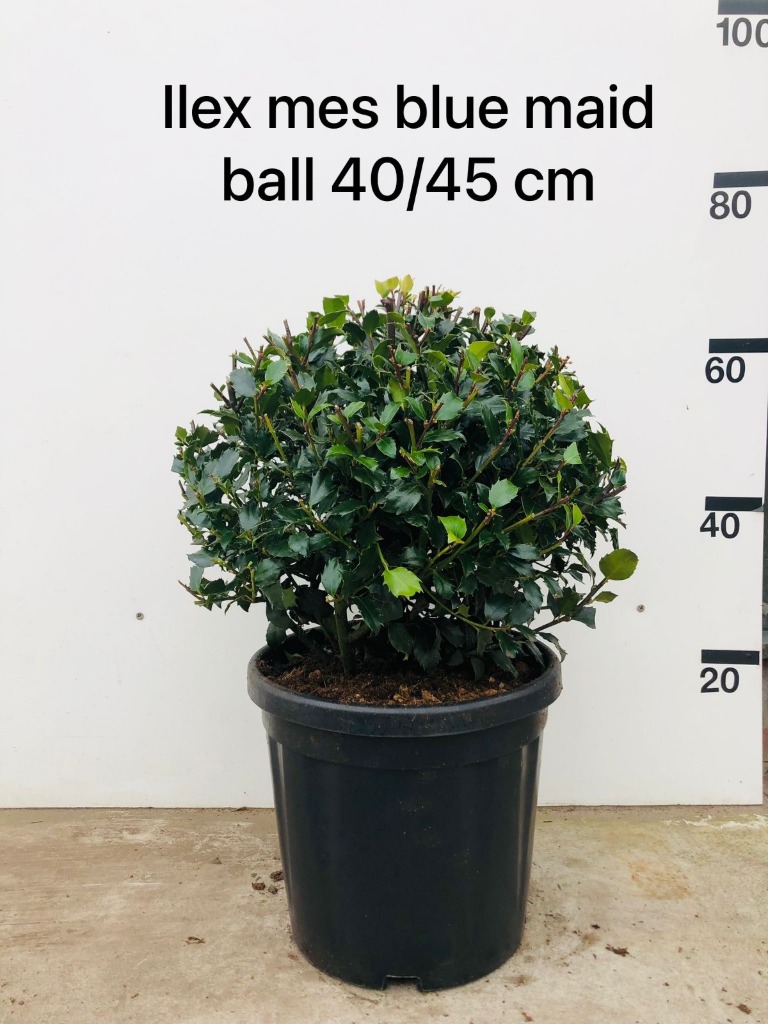 Picture of Ilex meserv. Blue Maid P32 (15 Ltr) BALL-40/45