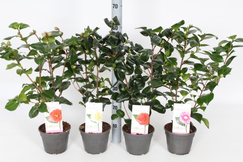 Picture of Trolley Deal 2024 Camellia in varieties P15 F.O. (045)