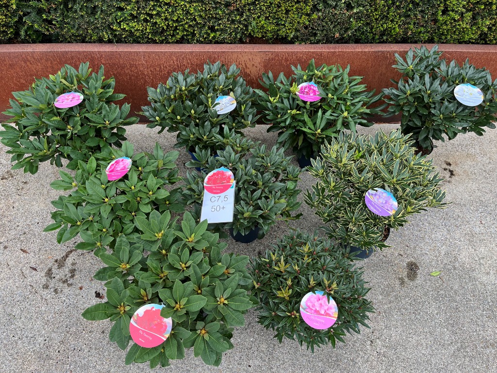 Afbeeldingen van Rhododendron hybride in varieties P26 (7.5 Ltr) 50/CM-BUDDED