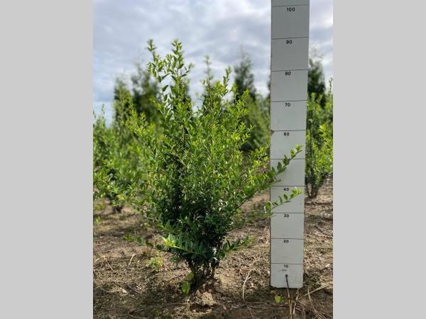 Picture of Ilex maximowicziana Kanehiraea ROOTBALL/JUTE 60/80CM