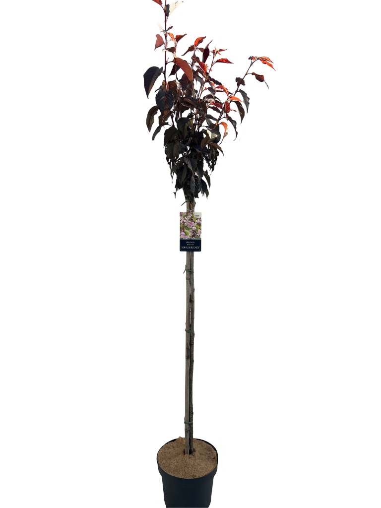 Obrazek Prunus serrulata Royal Burgundy P29 (10 Ltr) 120/STD