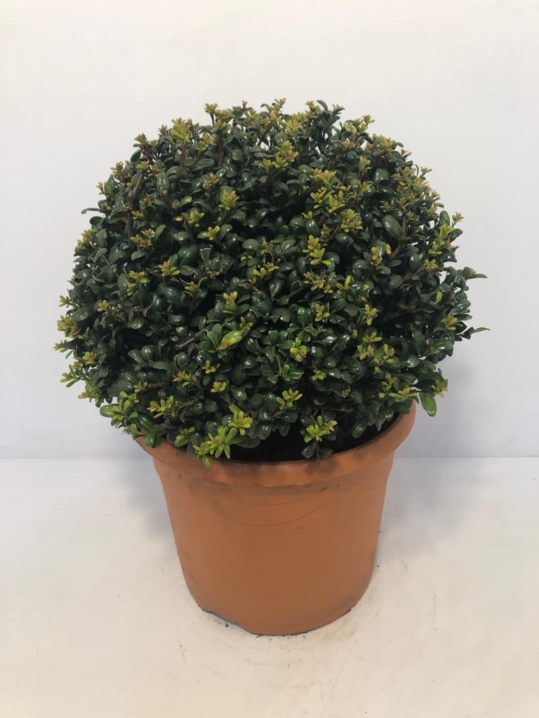 Picture of Ilex cren. Stokes P26 (7.5 Ltr) ball-30cm (LOOSE)