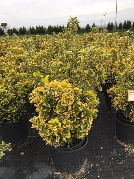 Picture of Euonymus japonicus Aurea C18 80/100