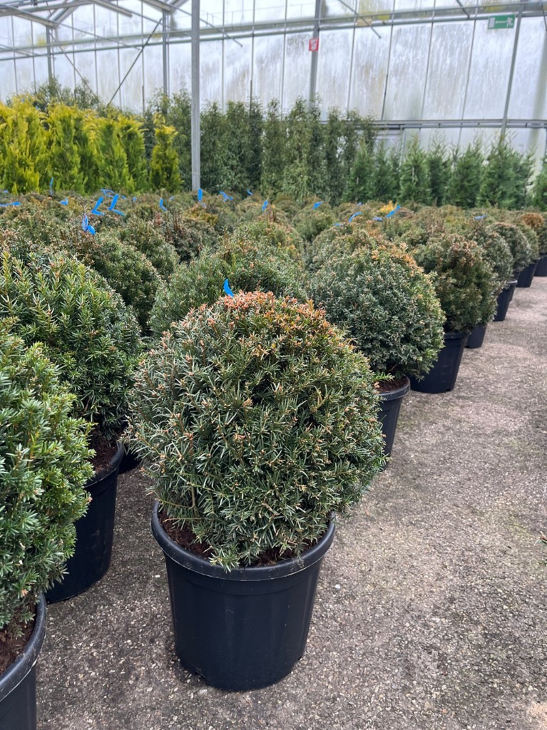 Taxus baccata