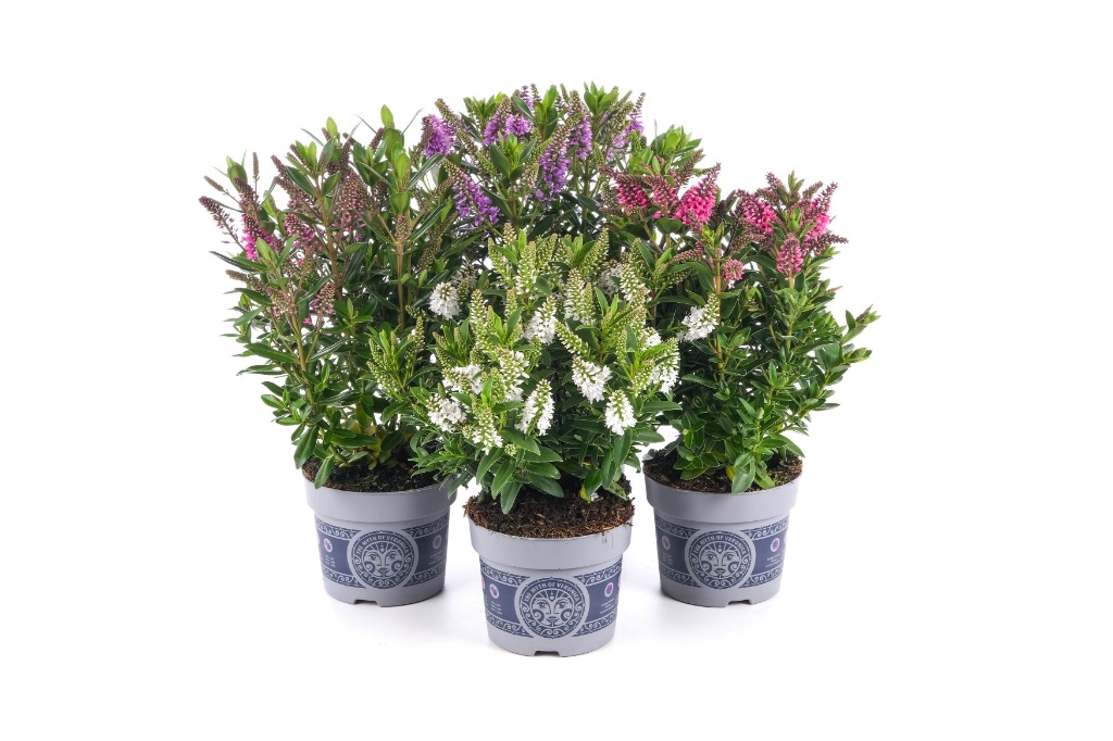 Hebe All Blooms in varieties