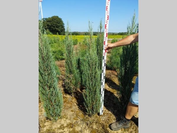 Picture of Juniperus scop. Blue Arrow ROOTBALL 120/130cm