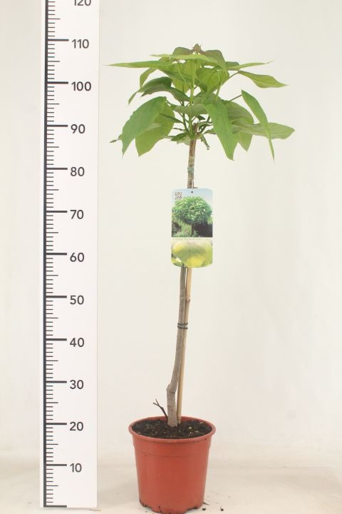 Catalpa big. Nana