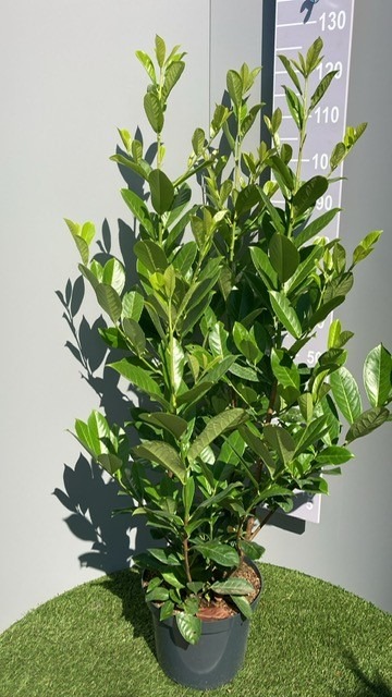 Picture of Prunus laur. Rotundifolia P30 (12 Ltr) 100-125-cm