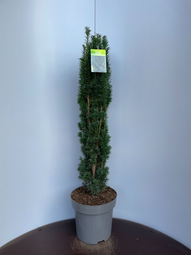 Picture of Taxus baccata Fastigiata Robusta P32 (15 Ltr) 90-100 cm