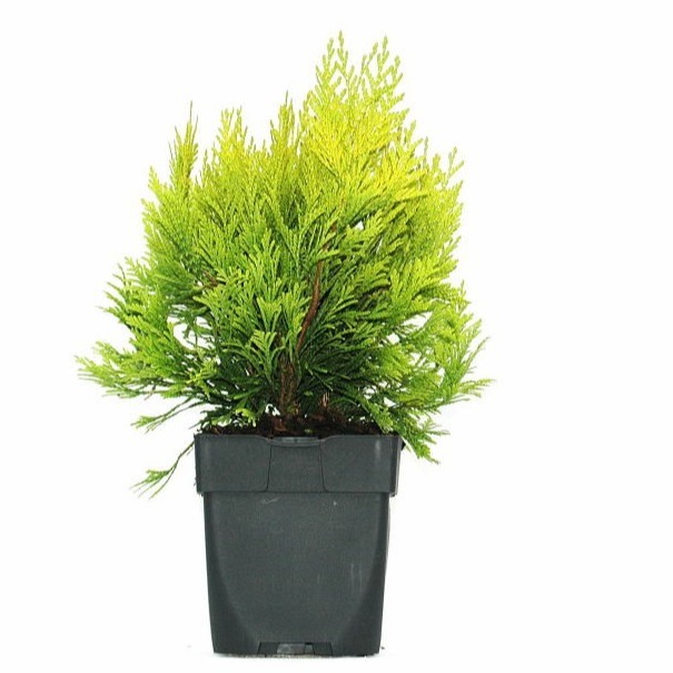 Picture of Thuja plic. 4ever Goldy P17 (2 Ltr) Square