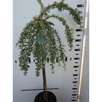 Picture of Cotoneaster suec. Juliette P23 (5 Ltr) 80/STD