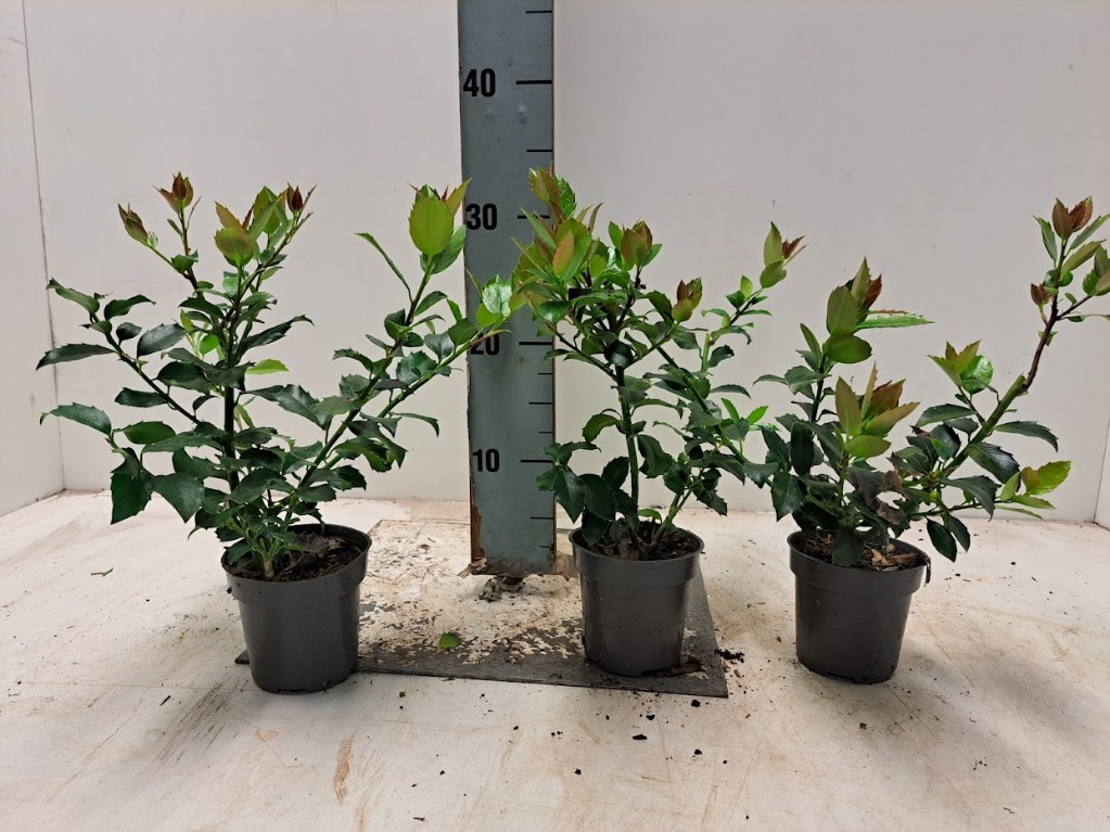 Ilex mes. Blue Maid