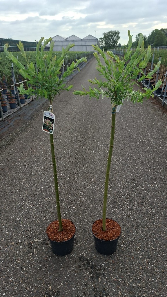 Salix int. Hakuro-nishiki